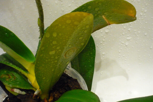 2 причины, почему у Орхидеи желтеют листья, что с этим делать